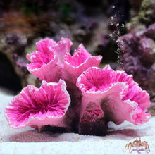 Load image into Gallery viewer, Simulation Coral Aquarium Decor Resin Ornaments Fish Tank Landscaping Decoration
