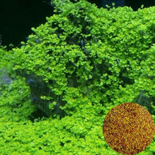 Load image into Gallery viewer, NEW Green Grass Plant Aquarium Fish Tank Plants Prospects Grass Landscaping Decoration Wholesale
