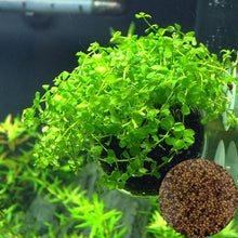 Load image into Gallery viewer, NEW Green Grass Plant Aquarium Fish Tank Plants Prospects Grass Landscaping Decoration Wholesale
